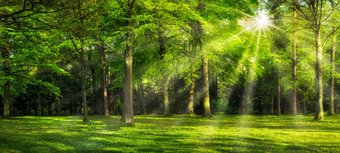 Фотообои ФабрикаФресок Солнечный Зеленый Весенний Лес 1096270 (600x270)