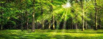 Фотообои ФабрикаФресок Солнечный Зеленый Весенний Лес 1097270 (700x270)