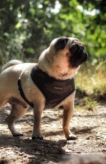Шлейка Puppia Ritefit PAJA-AC617-CA-XL (камуфляж)