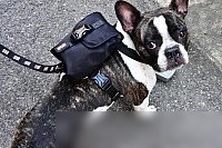 Рюкзак для животных Dogtrine DTAC-BP1001-BK-M