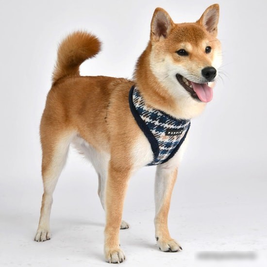 Шлейка Puppia Kellen PAUD-HA1860-NY-XL (синий)