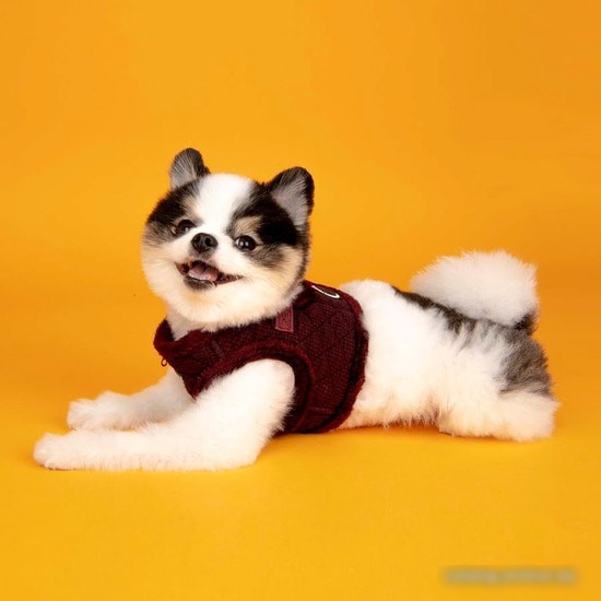 Шлейка Puppia Gaspar PAUD-HB1861-WN-XL (бордовый)