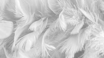 Фотообои ФабрикаФресок Серые перья 155280 (500x280)