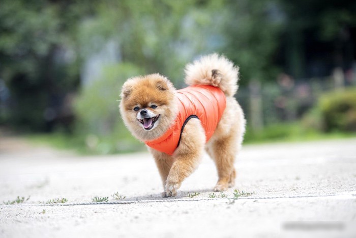 Жилетка для животных Puppia Vest B PAPD-JM1671-OR-M (оранжевый)