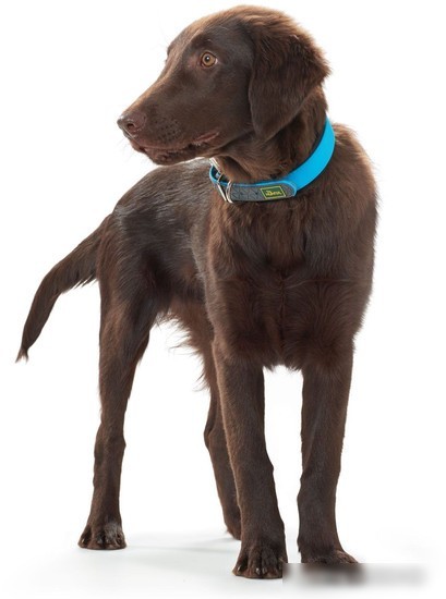 Ошейник Hunter Collar Convenience 63153 (55/M-L, бирюзовый)
