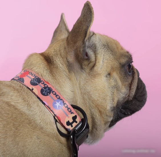 Ошейник United Pets Complete Me Forever Collar (L)