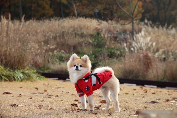 Дождевик для животных Puppia Wilderness PLRA-JM9320-RB-L (синий)