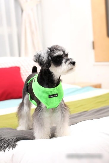 Шлейка Puppia Neon Soft PAPA-AC1325-GR-XL (салатовый)
