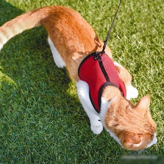 Шлея с поводком Ferplast Jogging XL 75591099, цвет в ассортименте