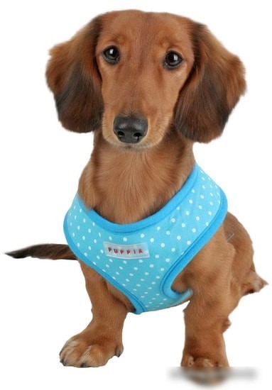 Шлейка Puppia Dotty PAHA-AC301-SB-XS (голубой)