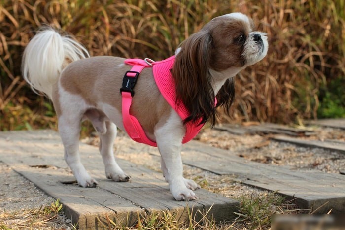 Шлейка Puppia Neon Soft PAPA-AC1325-PK-L (розовый)