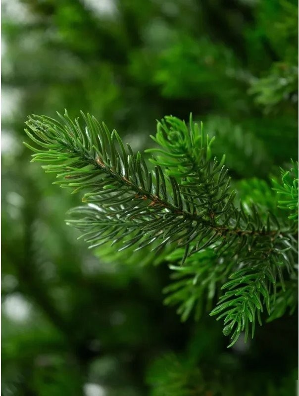 Ель National Tree Company Грация Премиум ГР/ПР-230 2.3 м