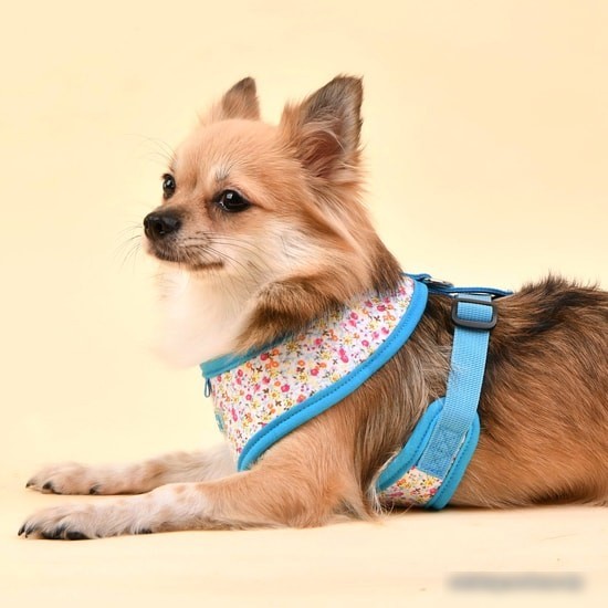 Шлейка Puppia Wildflower PAUA-HA1826-SB-S (голубой)
