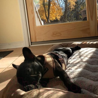 Шлейка-жилетка Puppia Soft Vest PAHA-AH305-RB-3L (синий/черная окантовка)