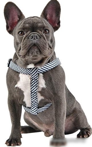 Шлея Puppia Bobby X M (синий в полоску)