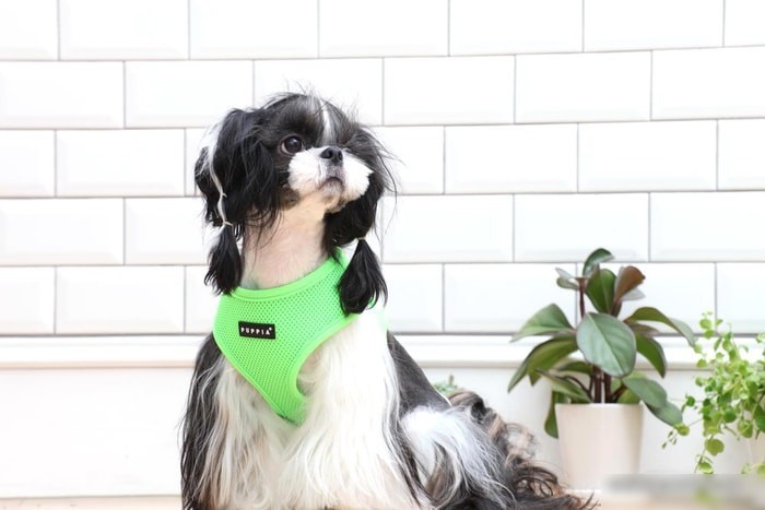 Шлейка Puppia Neon Soft PAPA-AC1325-GR-XL (салатовый)