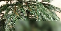 Ель Maxy Poland Рождественская литая (3м)
