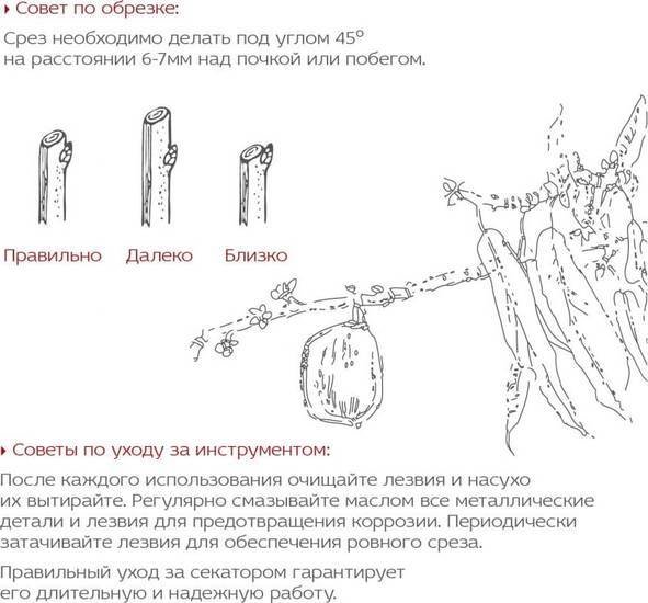 Секатор Frut Club 402218