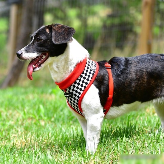 Шлейка Puppia Racer PATD-HA1767-RD-XL (красный)