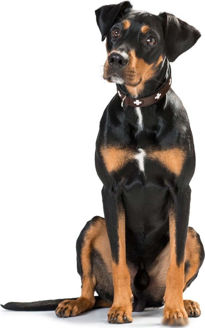 Ошейник Hunter Collar Swiss 42830 (55/M, коричневый)