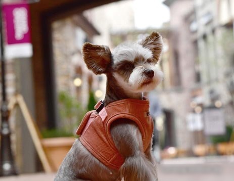 Шлейка Puppia Classy PARD-HB1585-PE-S (оранжевый)
