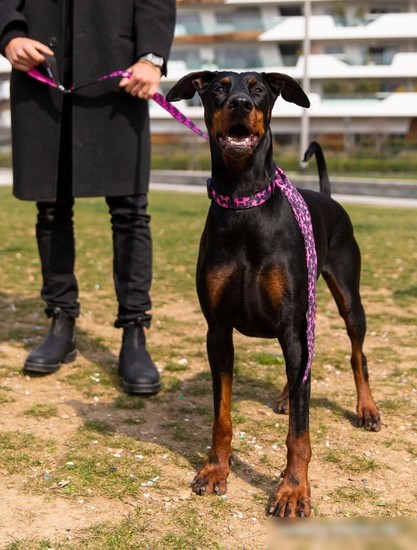 Поводок United Pets Complete Me 2 (S, identity)