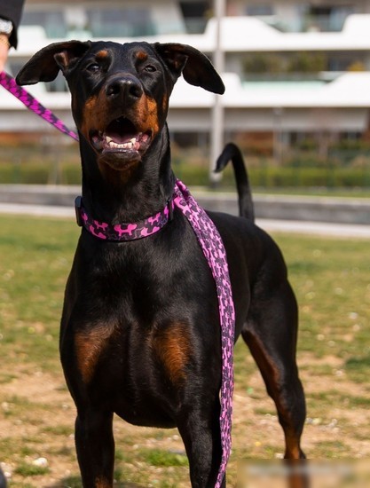 Ошейник United Pets Complete Me Identity Collar (L)