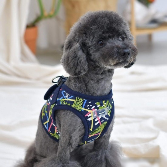 Шлейка Puppia Botanical PAUA-HB1823-NY-L (синий)