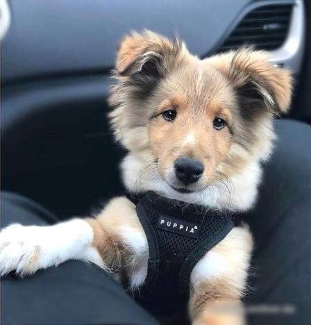 Шлейка Puppia Ritefit PAJA-AC617-BK-S (черный)