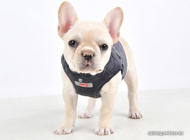 Шлейка Puppia Classy PARD-HB1585-DG-S (серый)