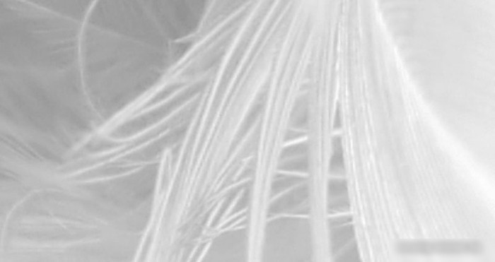 Фотообои ФабрикаФресок Серые перья 157280 (700x280)