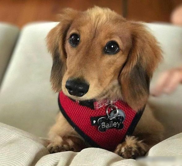 Шлейка Puppia Ritefit PAJA-AC617-RD-S (красный)