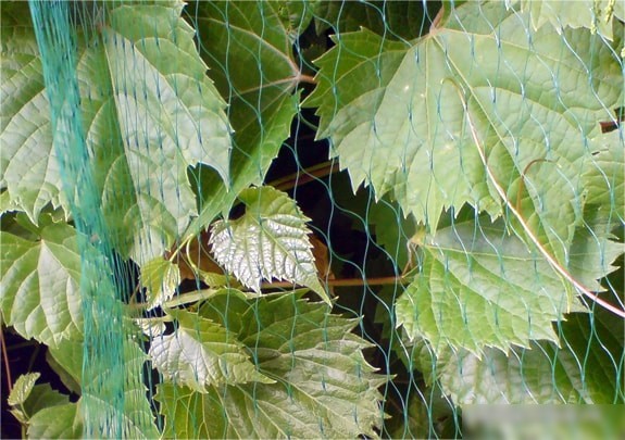 Bradas Bird Net 5x5 м AS-BN71919505