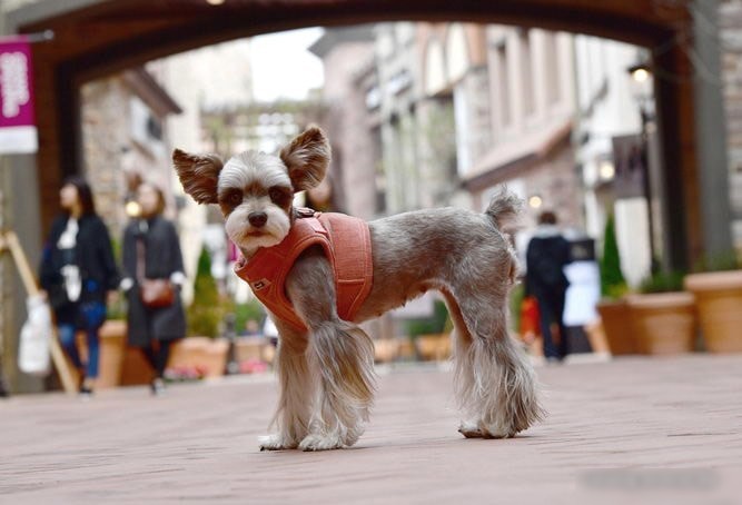 Шлейка Puppia Classy PARD-HB1585-PE-S (оранжевый)