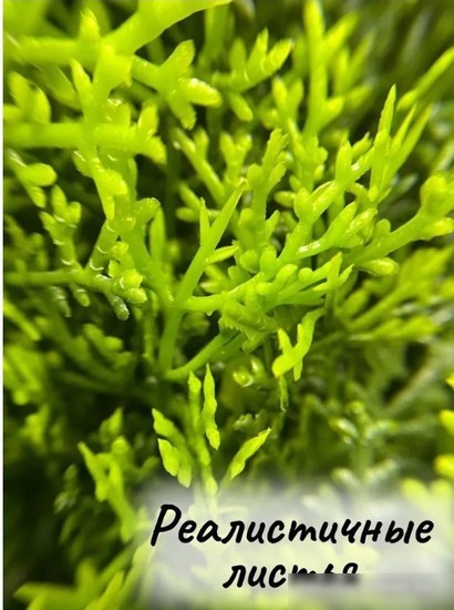 Искусственное растение Merry Bear Home Decor Туя трапецевидная KA0037