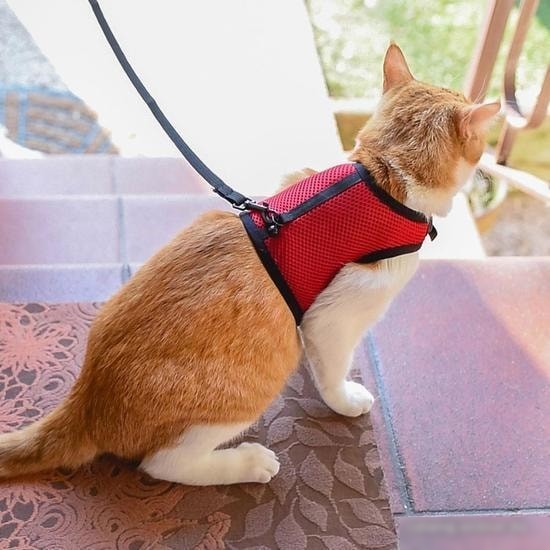 Шлея с поводком Ferplast Jogging XL 75591099, цвет в ассортименте