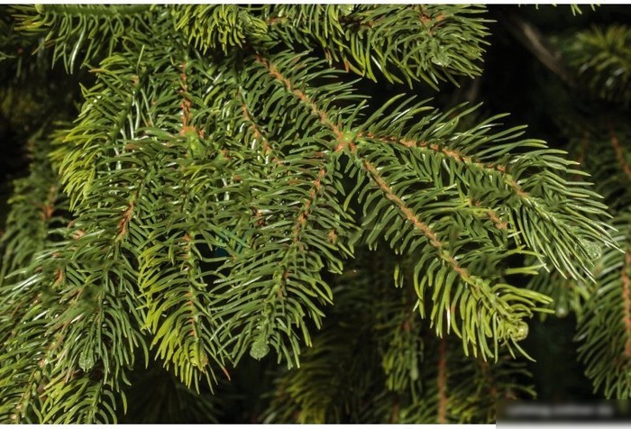 Ель National Tree Company Таежная ТЖ-230 230 см