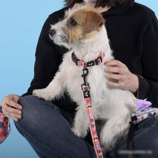 Ошейник United Pets Complete Me Forever Collar (M)