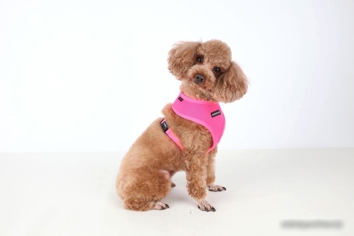 Шлейка Puppia Neon Soft PAPA-AC1325-PK-L (розовый)