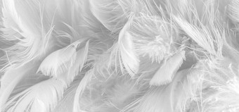 Фотообои ФабрикаФресок Серые перья 156280 (600x280)
