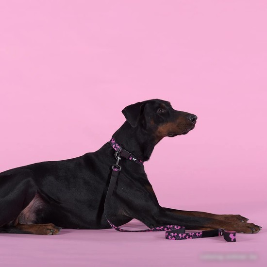 Ошейник United Pets Complete Me Identity Collar (L)