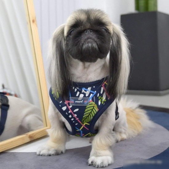 Шлейка Puppia Botanical PAUA-HA1823-NY-S (синий)