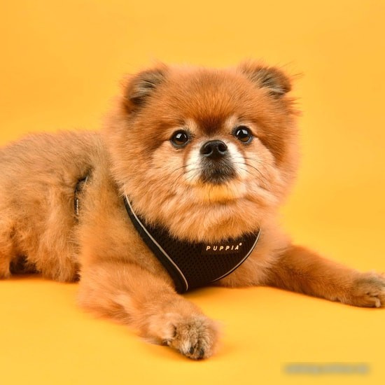 Шлейка Puppia Soft PAUA-HA1828-BK-L (черный)