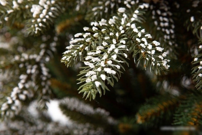 Ель GreenTerra Квебек 1.8 м
