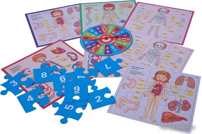 Развивающая игра Bondibon Веселая анатомия ВВ3792