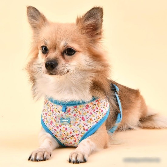 Шлейка Puppia Wildflower PAUA-HA1826-SB-S (голубой)