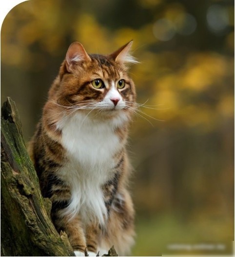 Сухой корм для кошек Spectrum Low Grain Sterilised Adult with Salmon, Anchovy & Cranberry (для стерилизованных с лососем, анчоусом и клюквой) 12 кг