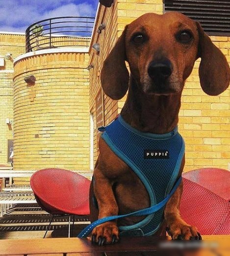 Шлейка Puppia Ritefit PAJA-AC617-SB-L (голубой)