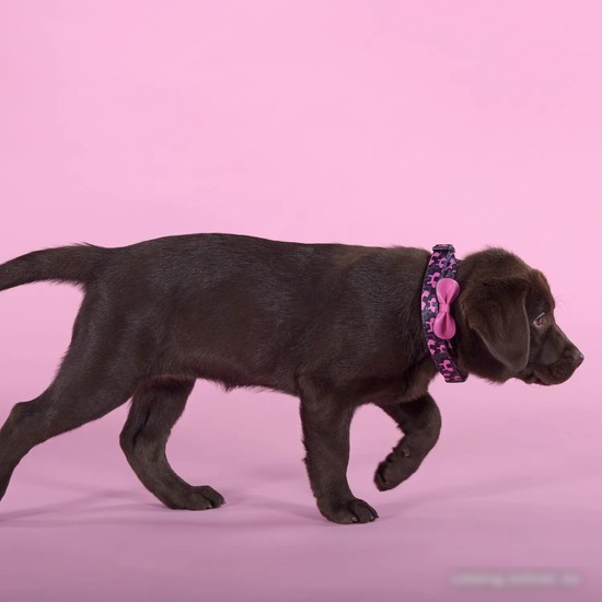 Ошейник United Pets Complete Me Identity Collar (L)