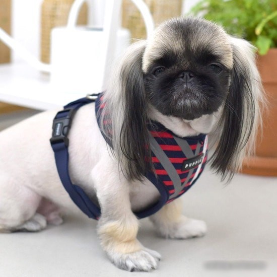 Шлейка Puppia Briton PAUA-HA1829-RD-XL (красный)